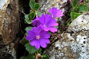 60 Primula irsuta (Primula Hirsuta) alla Bocchetta Triomen